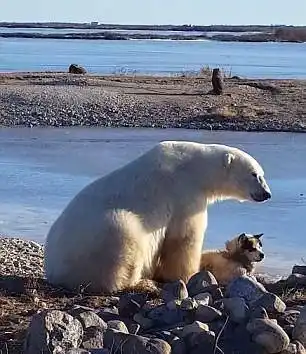 庞大的北极熊可以轻易杀死一只雪橇犬,人们却拍下了如此惊心的一幕