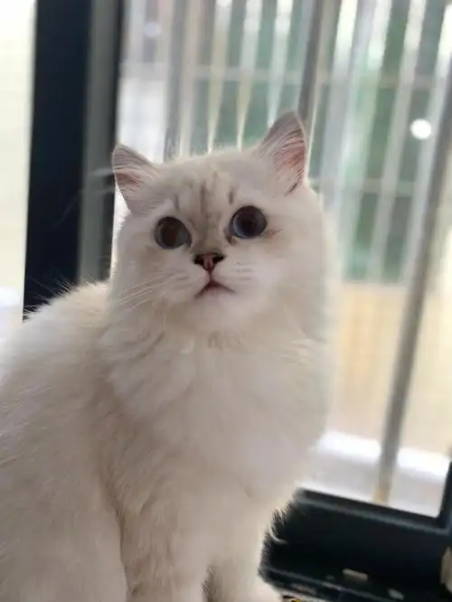 英长金点山猫纹