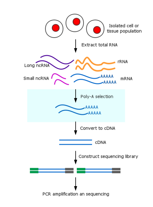 数字基因表达谱测序