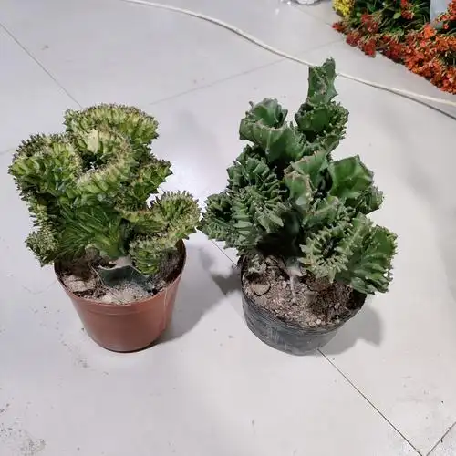 玉扇麒麟玉麒麟2盆到手19.8元多肉植物