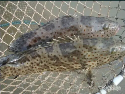 老虎鱼图片老虎鱼种类