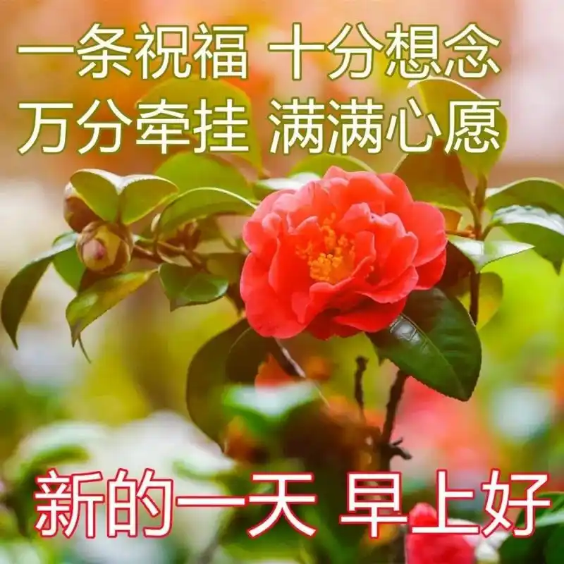 夏季新版最美早上好图片表情 祝福大家早上好的图片温馨 1,有意地去想