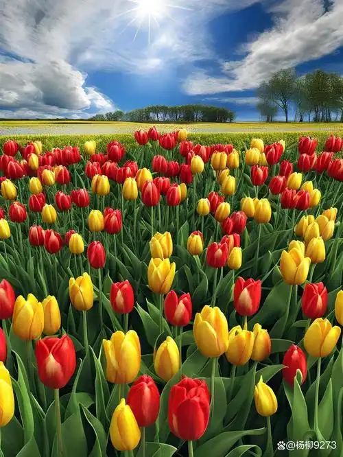 郁金香花海,是一幅美丽的画卷,也是一场色彩斑斓的盛宴.
