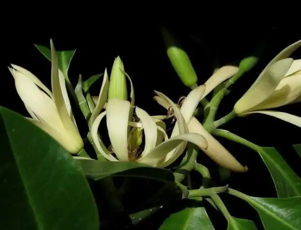 白兰花晚晚年生活白兰花晚年生活照