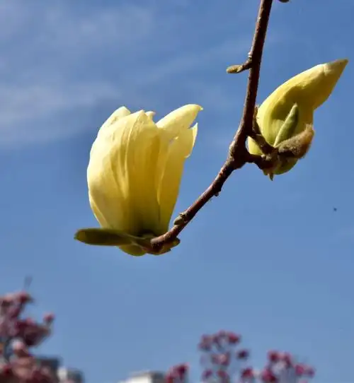 婀娜多姿玉兰花