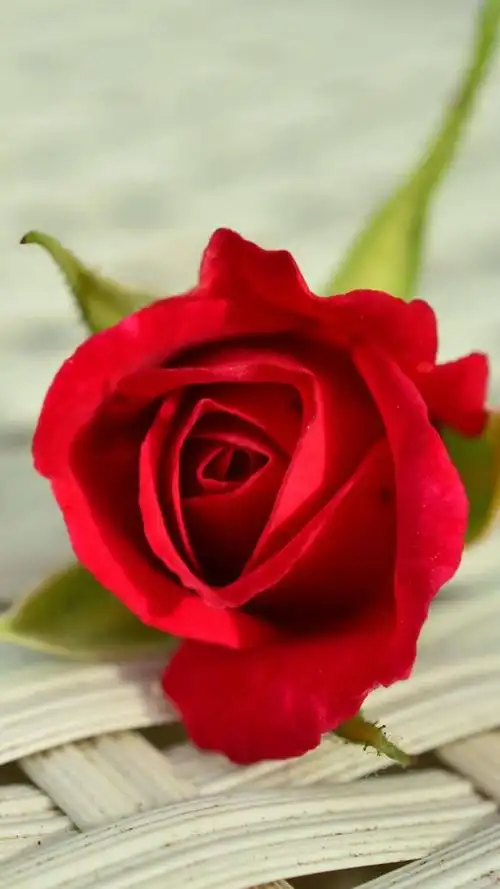 一朵花,高清图片,手机锁屏桌面-壁纸族