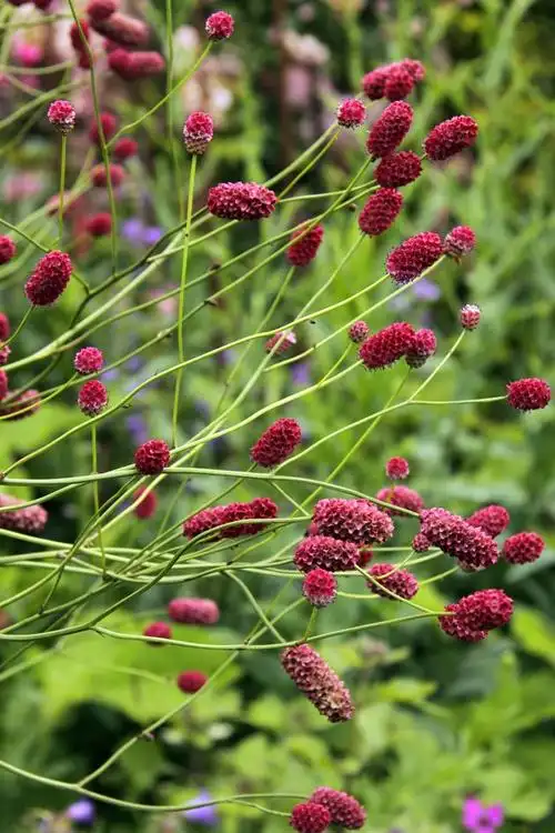 地榆图片 地榆野菜图片