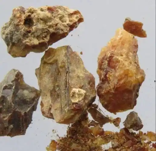 每天学习一味中药琥珀