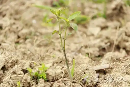 「决战决胜脱贫攻坚」独山拉林村:板蓝根地里种植忙