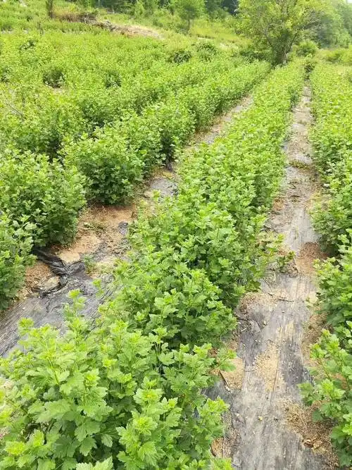 [灯笼果苗批发]灯笼果苗 0.5~1米价格1元/株 - 惠农网