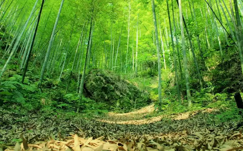 指弹吉他竹林春雨巢讯原创作品