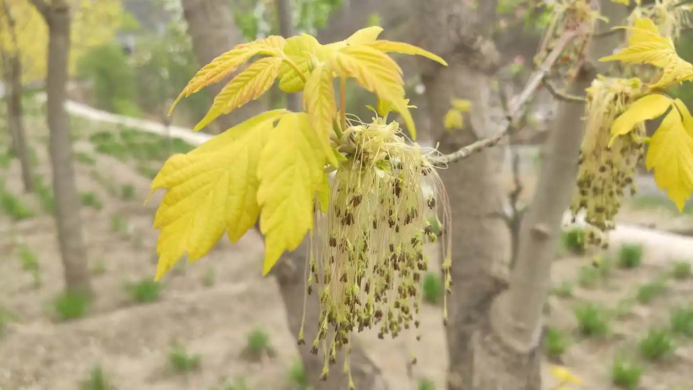 不与花争春,流苏妆扮的金叶梣叶槭,同样高贵美丽,自有一番风采.