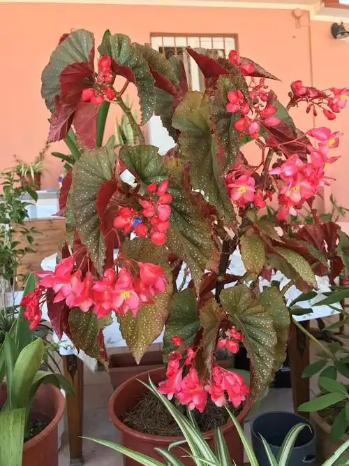 竹节秋海棠优秀的室内盆栽绿植如绿萝般好养一年四季都开花