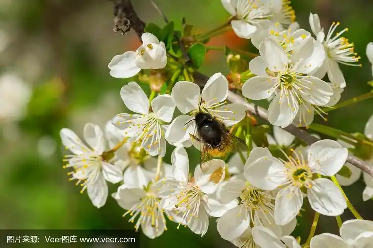 枝与盛开的乌克兰樱桃