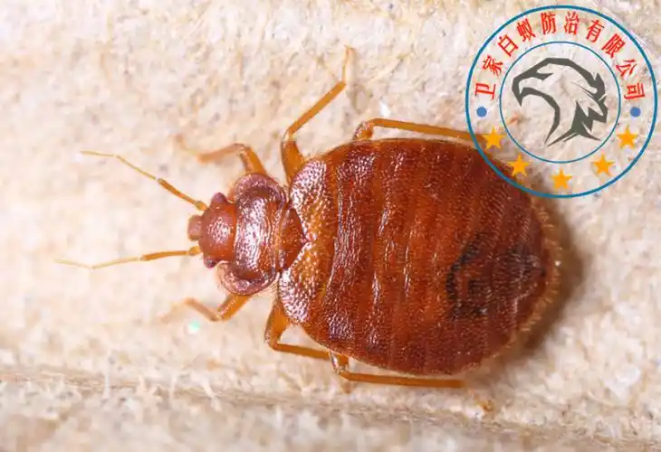 三水67南山杀虫公司书虱又名米虱,是属于啮虫目的微小昆虫