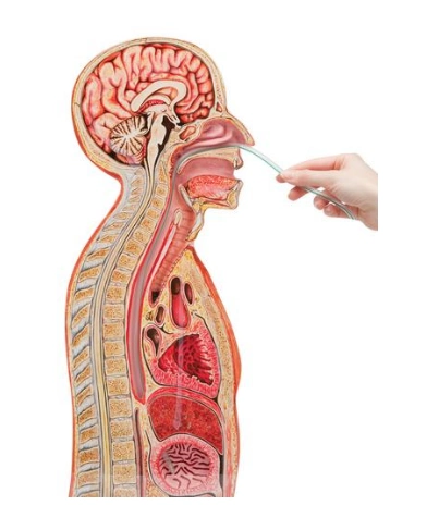 玉林德国3b scientific鼻-胃插管模型