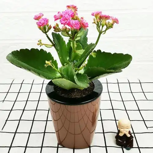 客厅书房办公桌四季常青艺芯园绿植花卉盆栽 长寿花(颜色随机)(白色)