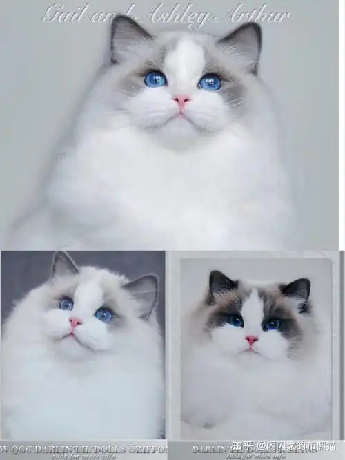 关于传统系波斯系布偶猫你真的懂区分吗