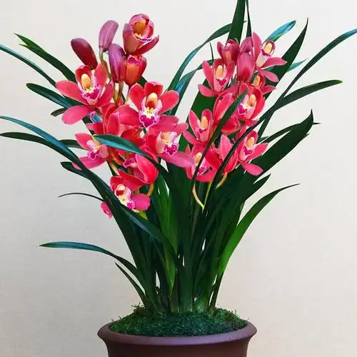 客厅层次感太弱?试试这款兰花,霸气而不失优雅,不怕冬天没花开