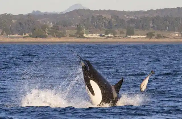 虎鲸捕杀蓝鲸,巨大的蓝鲸五秒便殒命,太凶猛了
