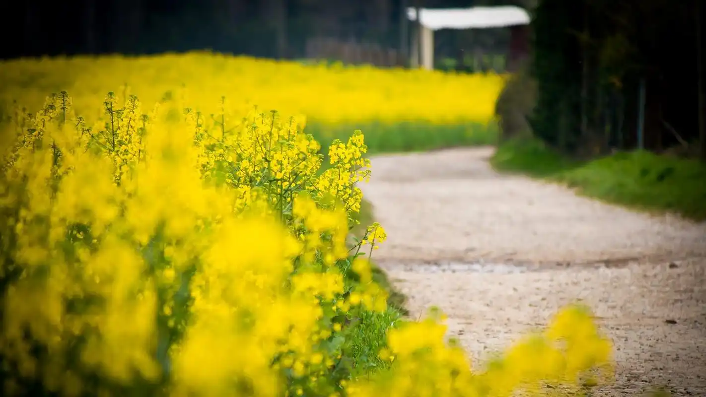 油菜花田园优美自然风光图片桌面壁纸_风景壁纸_壁纸下载_美桌网