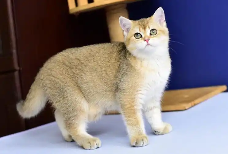 4个多月金渐层ny11妹妹可出血统证书繁育权猫爸俄