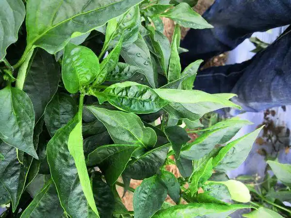 农种网 辣椒种植温度不适,用药不当,叶面喷施碧护或芸苔素内酯缓解.