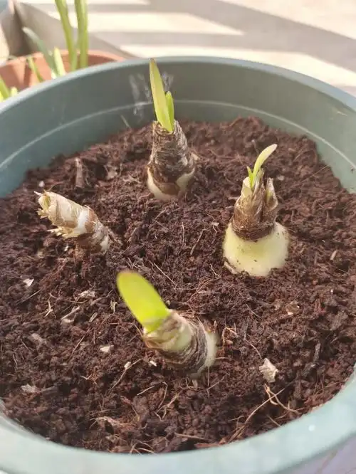 彼岸花种球后续二