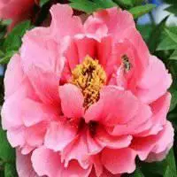 牡丹花头像大全大图_微信头像图片大全