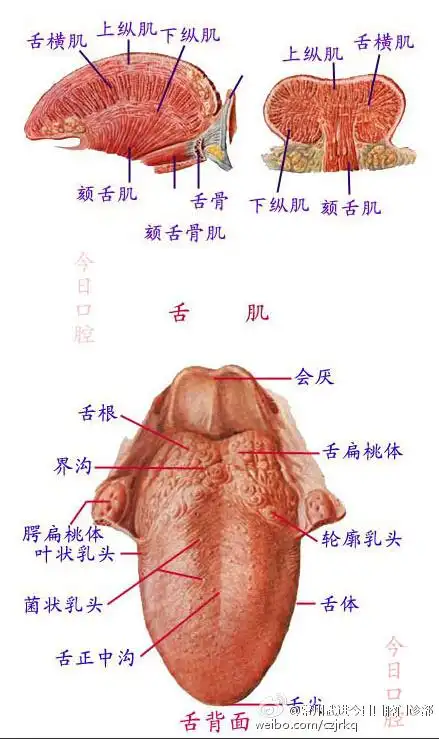 知己知彼,方能百战百胜,口腔内部剖析图解