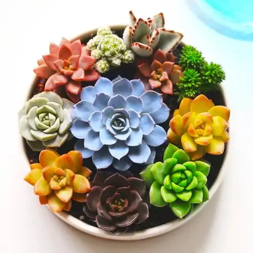 宅肉肉-多肉拼盘小教学