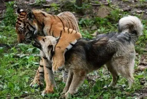 但是如果两者相遇,情况还是会和斑鬣狗遇到花豹一样,老虎有可能会退避