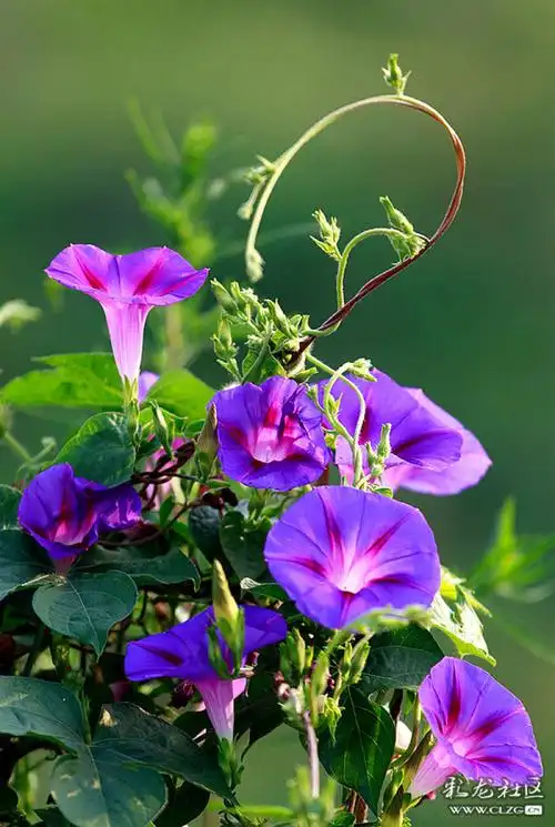 湿地公园里的喇叭花