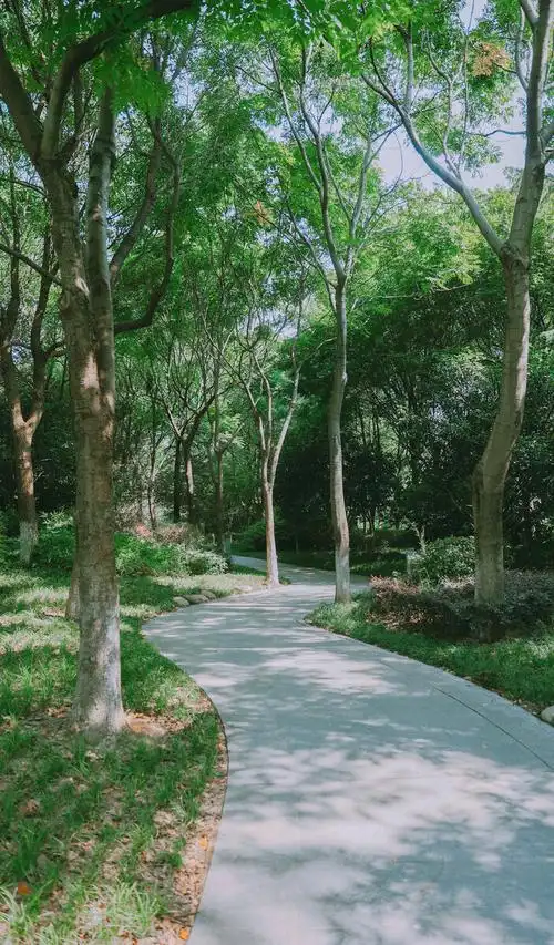 夏天清晨的树林绝美