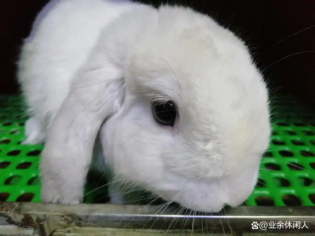 三农#去年买回来一只公的白色短毛垂耳宠物兔子脸形圆圆的非常好看另
