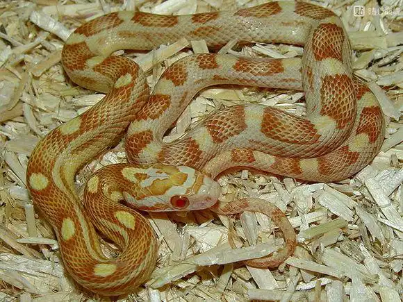 玉米蛇雪白甜甜圈