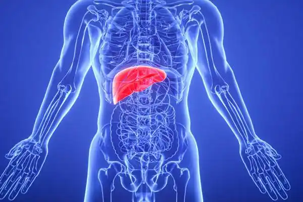 肝在哪个位置图 肝脏的功能