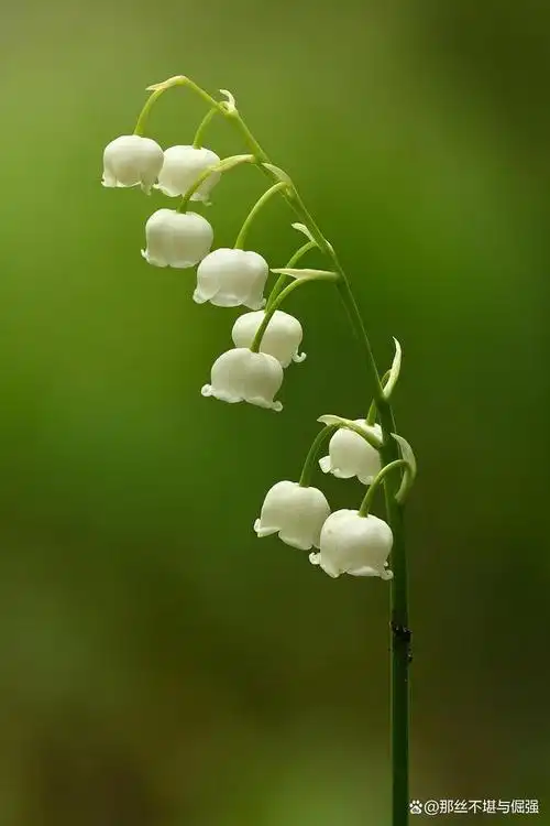 然而,铃兰花的各个部分都包含有毒物质,主要是强心苷类化合物.