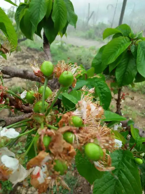 台州大樱桃开花结果
