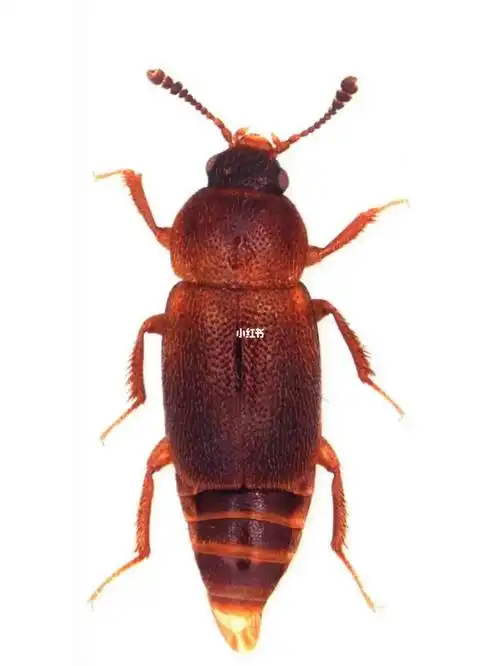 一种暗褐色的隐翅虫,具有一些不太常见的特征组合,包括棒状触角,一对