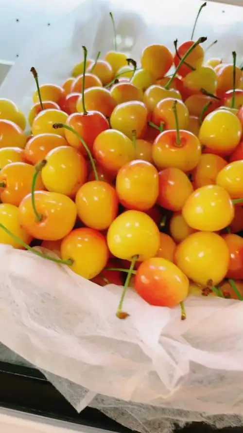 超大的雷尼尔黄水晶樱桃到货,非常脆甜,很新鲜!
