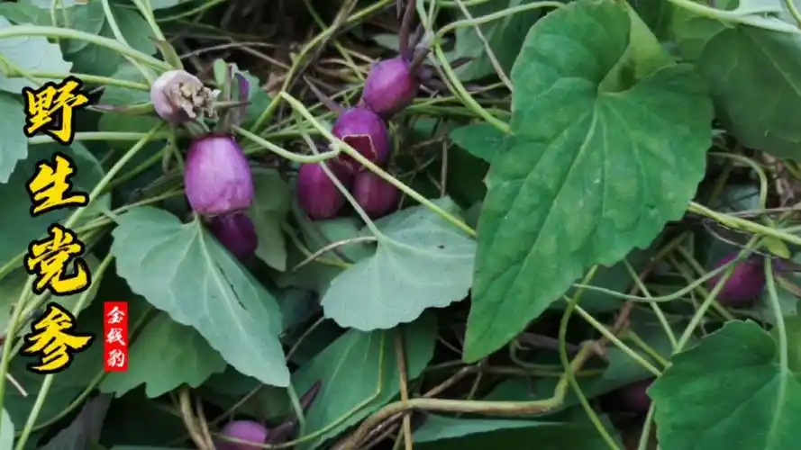 紫色的果子,心形的叶子,人参一样的根,猜猜这是什么?