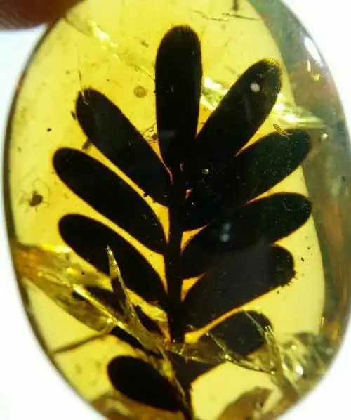 缅甸植物珀种类