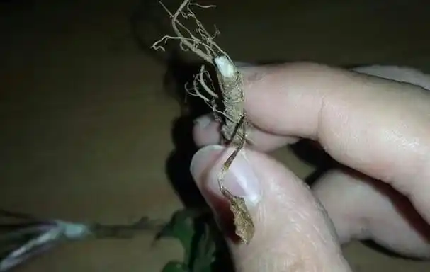 怎样辨别蒲公英的真假(蒲公英真假辨别方法)图1