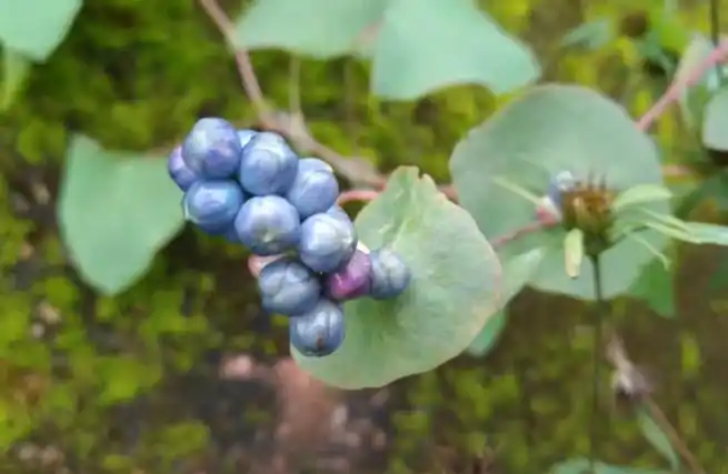 陈易玄##中国道家##中医养生