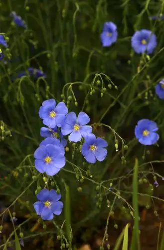 亚麻科蓝花亚麻