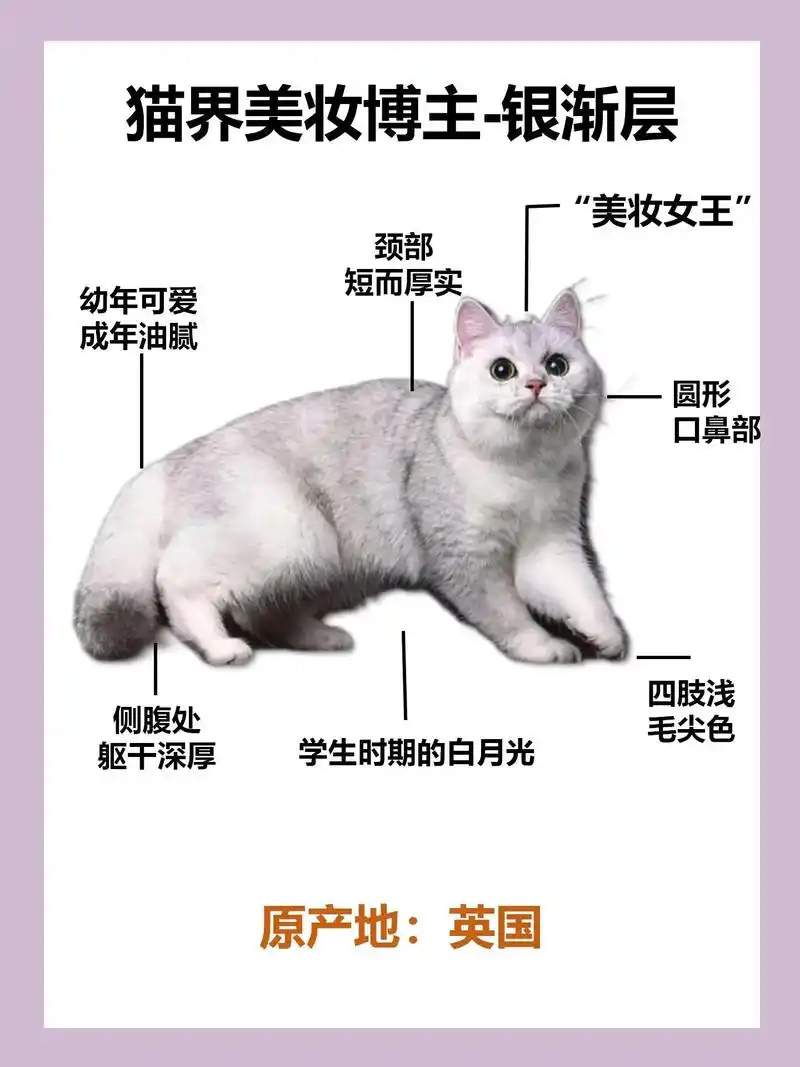 猫咪图鉴丨猫界美妆博主"银渐层"