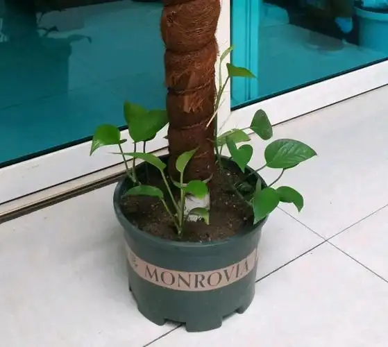 敲重点:养护绿萝,主要做到通风透气,营养充足,及时修剪,适时分盆,合理