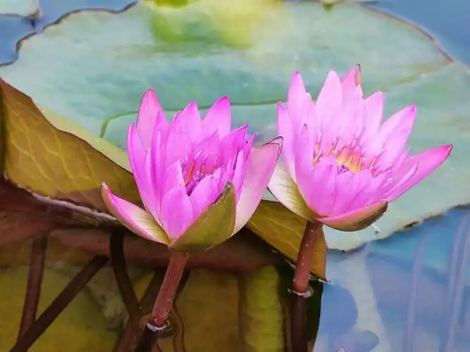 fz150香港拍莲花