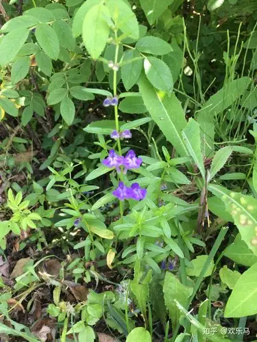 大庆野地植物17黄芩